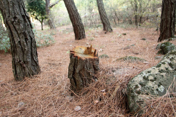 Best Tree Disease Treatment  in Dunnavant, AL