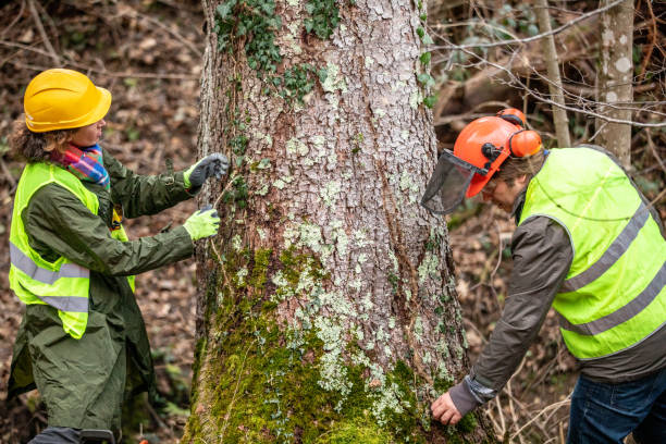 Best Tree and Shrub Care  in Dunnavant, AL