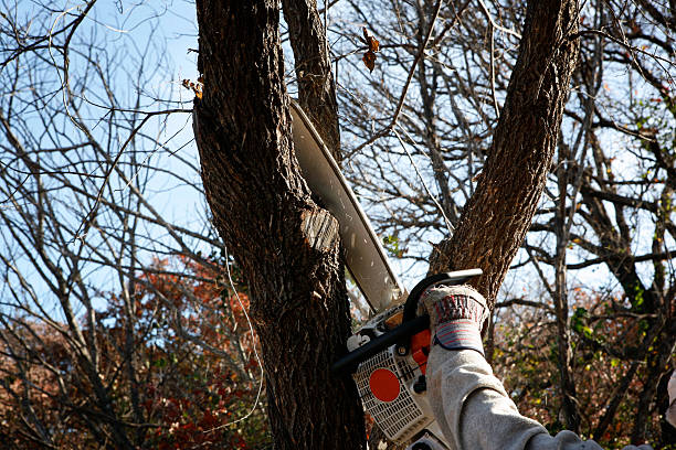 Best Tree Health Inspection  in Dunnavant, AL